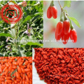 Importar bayas de goji Baya de goji seca china Ningxia bayas de goji secas a la venta